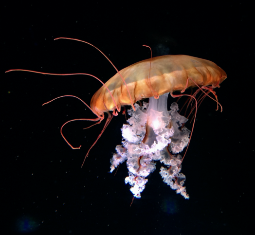 steele grasza CQKqcMHkiuM unsplash